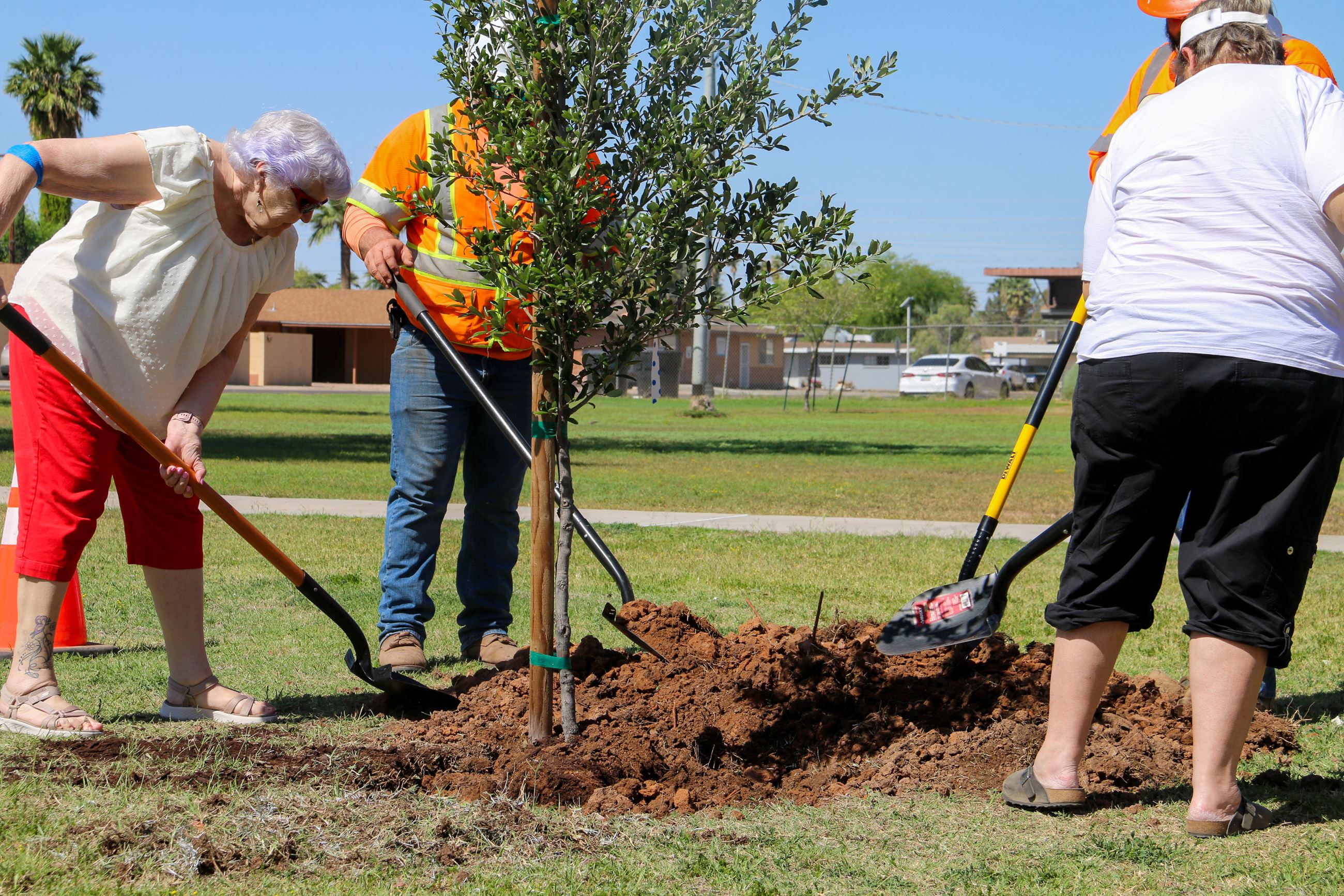 People planting a tree