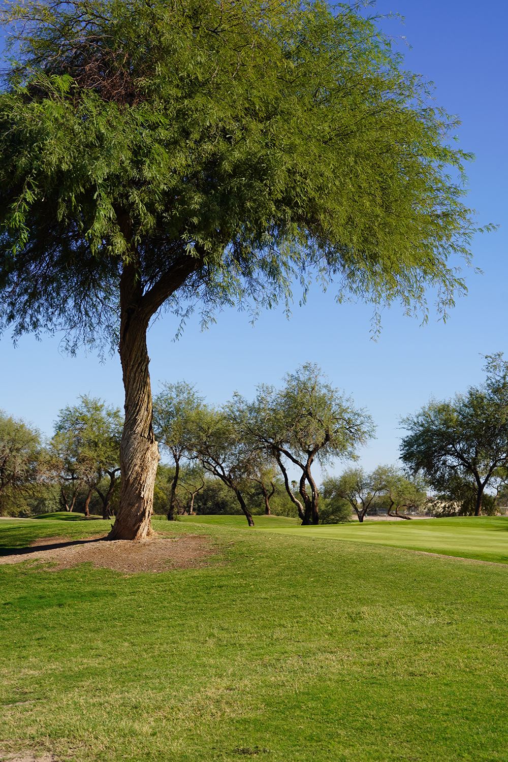 Mature desert tree with slender branches standing on a green golf course under a clear blue sky.